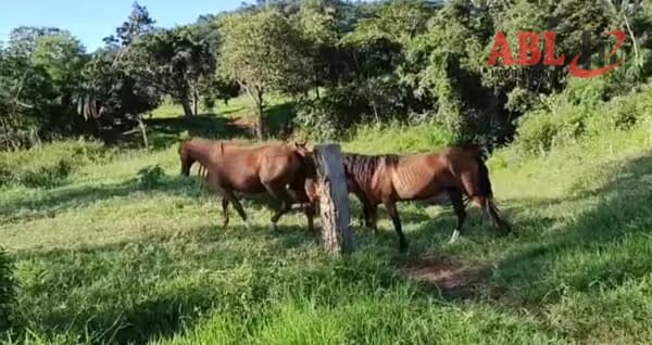 Fazenda/Sítios/Chácaras em Campina Verde - Centro