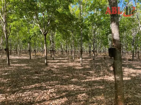 Fazenda/Sítios/Chácaras em Cocalinho - Centro