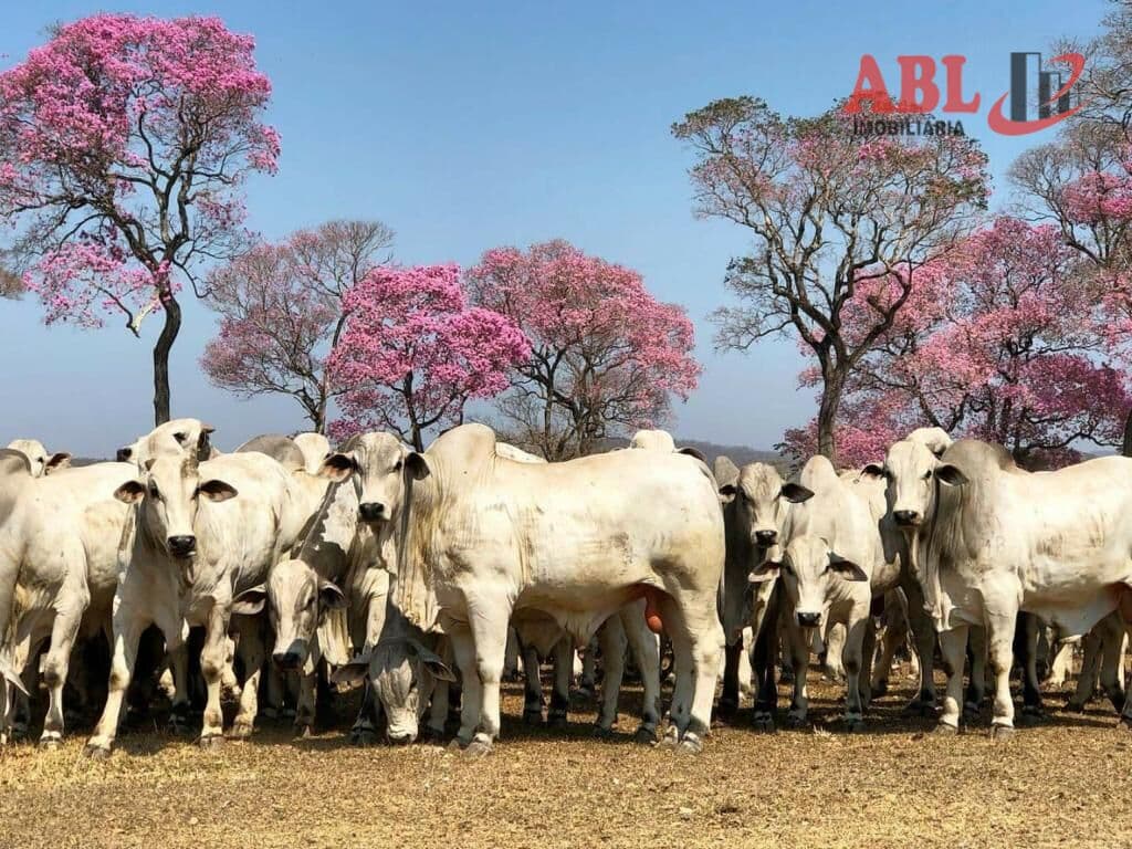 Fazenda/Sítios/Chácaras em Rondolândia - Centro
