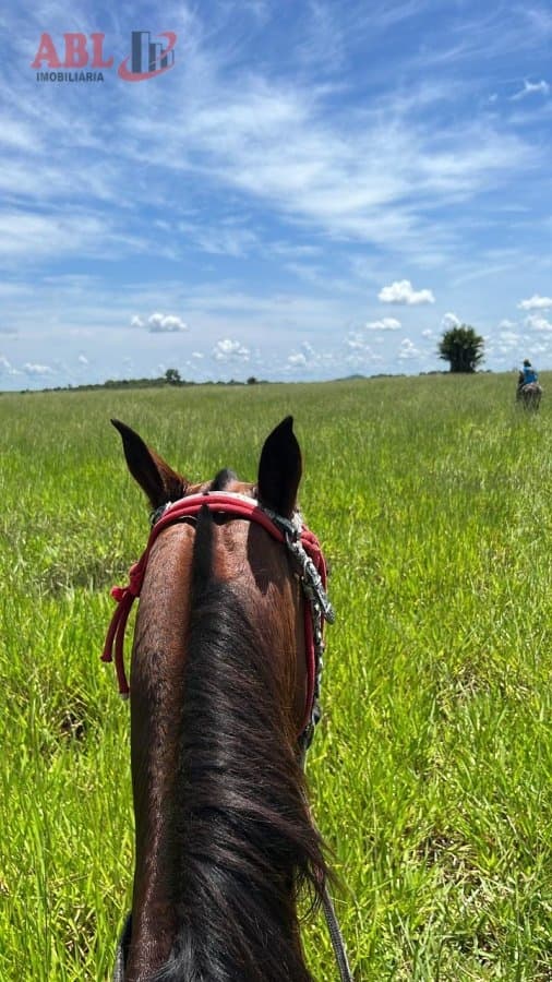 Fazenda Pecuária para Venda em Setor Central Mozarlândia-GO