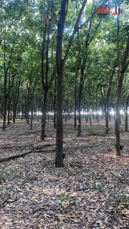 Fazenda/Sítios/Chácaras em Tanabi - Centro