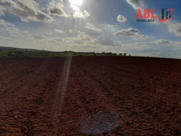 FAZENDA PRODUTORA DE LARANJA