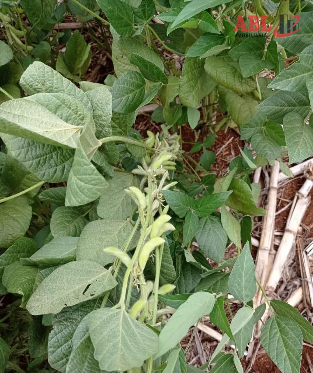 Fazenda/Sítios/Chácaras em Francisco Alves - Centro