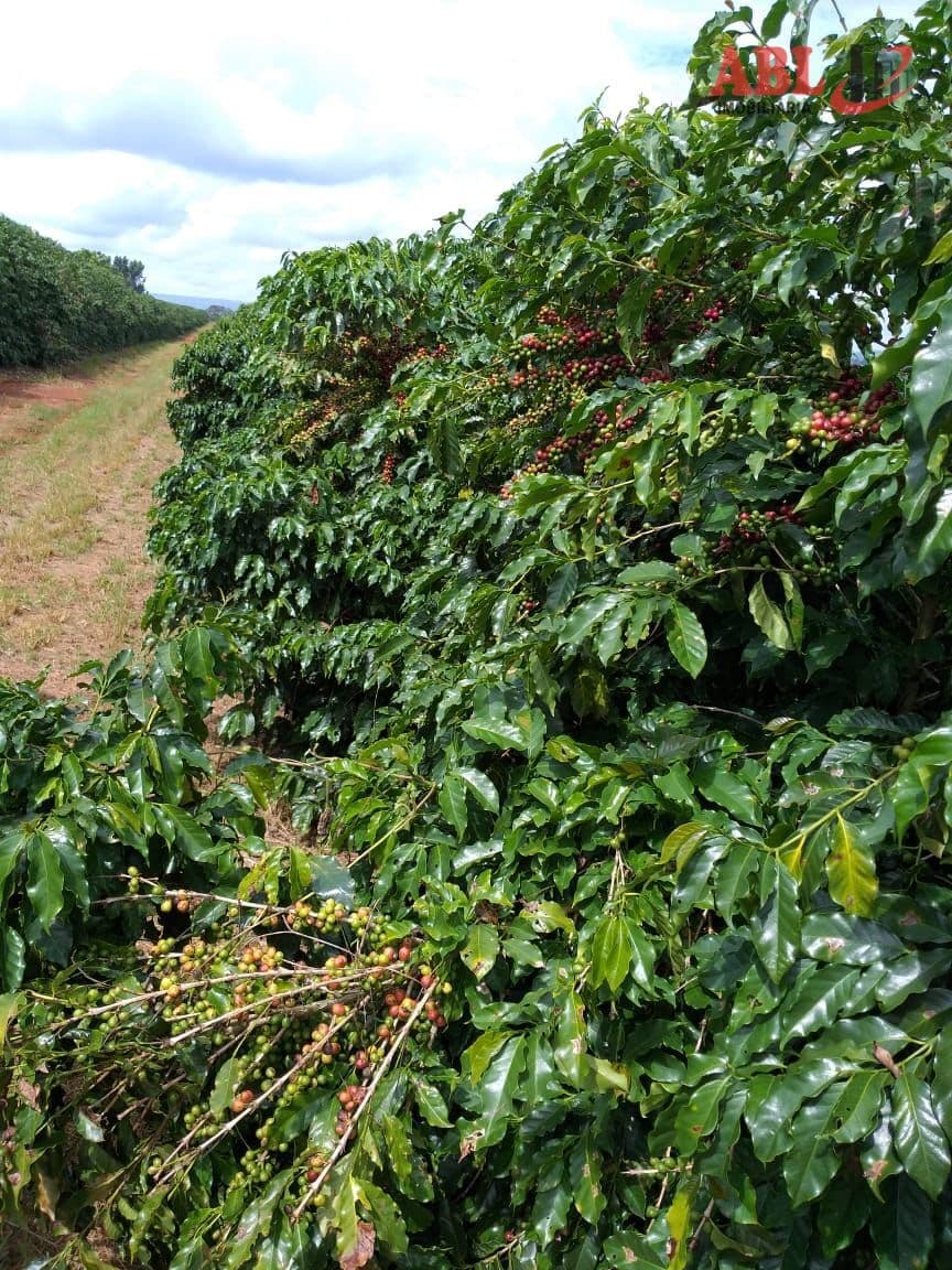 Fazenda/Sítios/Chácaras em Piumhi - Centro
