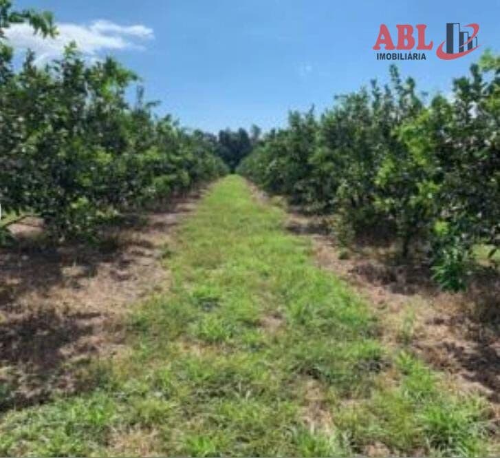 Fazenda de Laranja