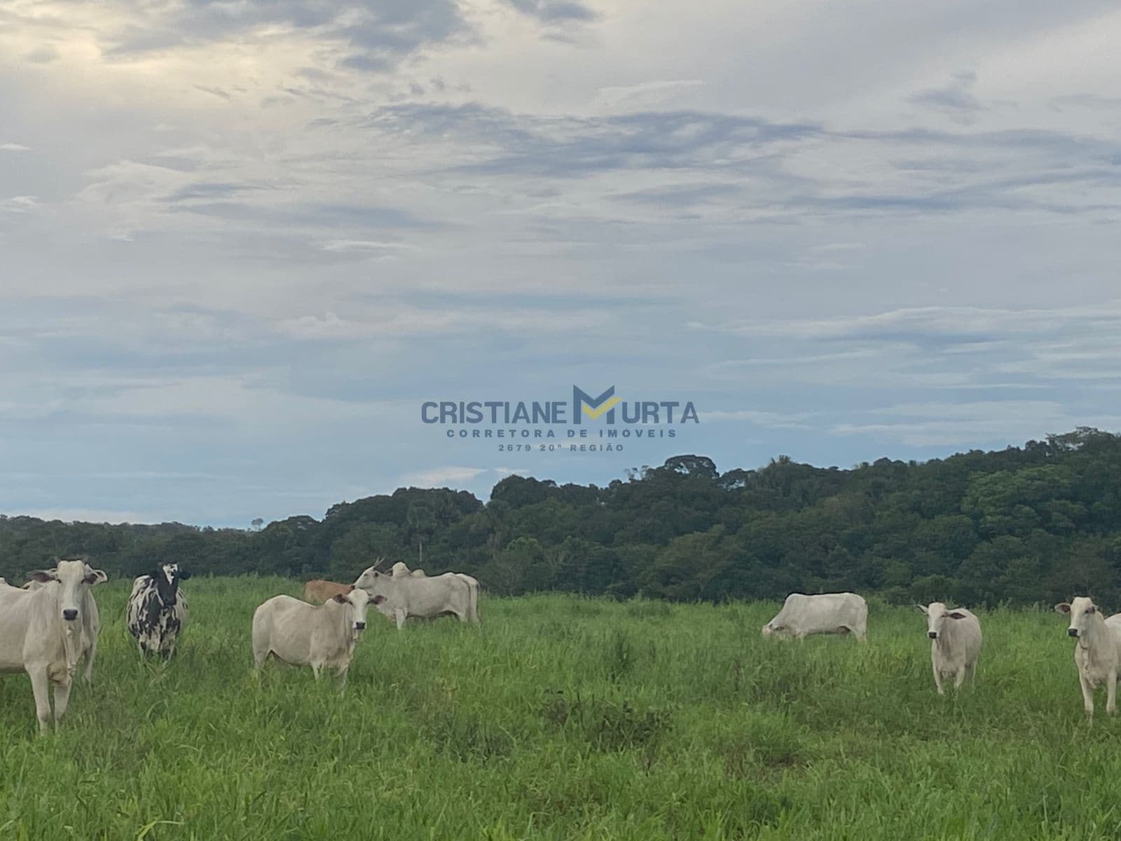 Fazenda/Sítios/Chácaras em Grajaú - Centro