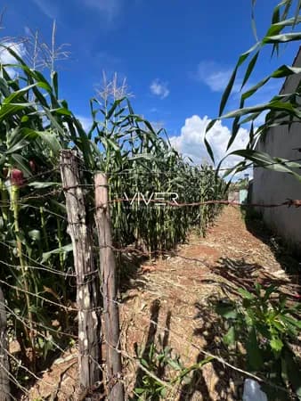 Lote/Terreno em Goianésia - Residencial Parque das Palmeiras