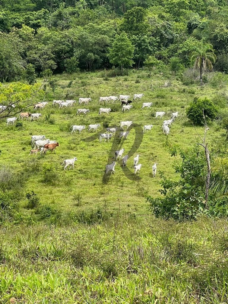 Sítio à venda, 400000 m² por R$ 1.600.000,00 - Zona Rural - Poxoréu/MT