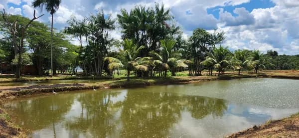 Fazenda/Sítios/Chácaras em Poxoréu - RURAL