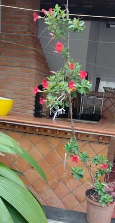 Maravilhoso Imóvel á Venda
