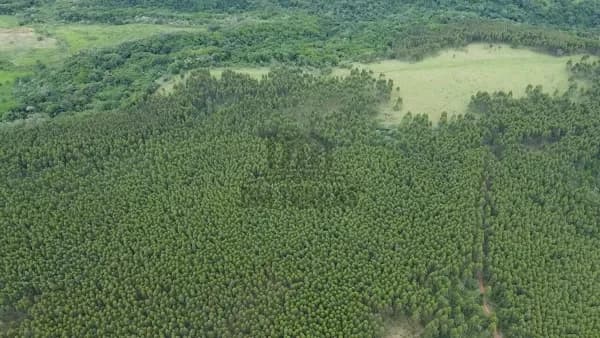 Fazenda 65 alqueires Avaré Oportunidade terra Vermelha