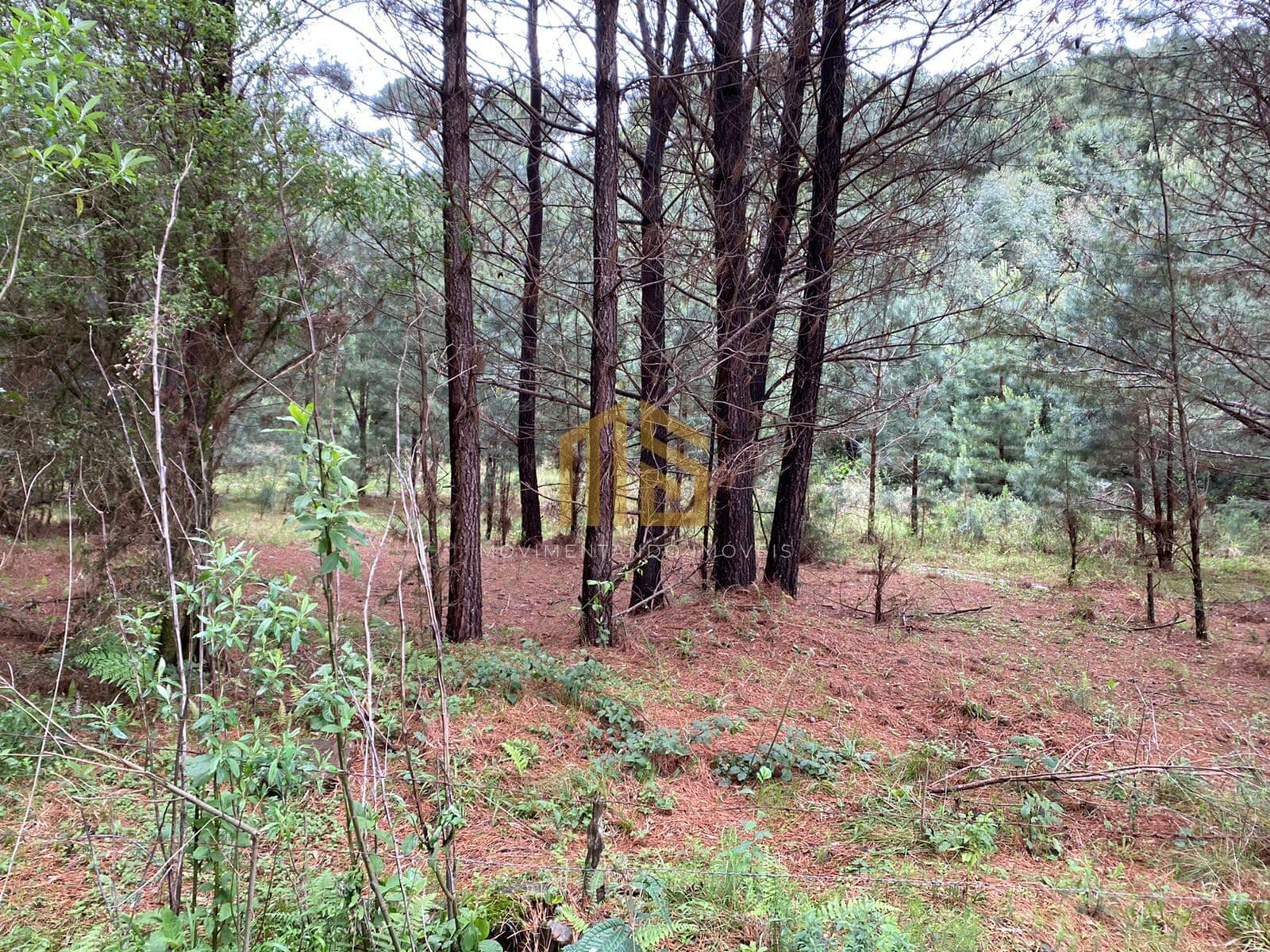 Área Rural - Caracol Canela RS