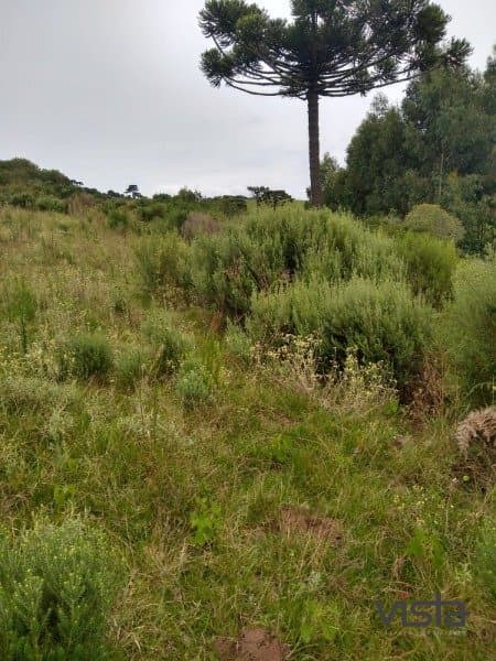 Sítio à venda no bairro Criúva em Caxias do Sul/RS