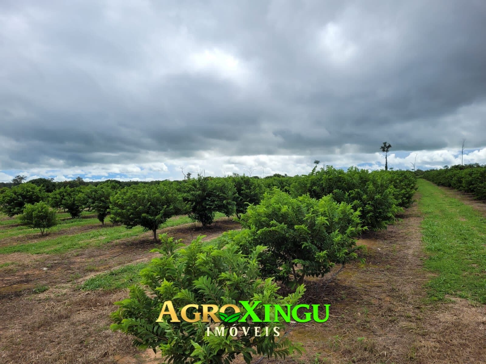 Fazenda/Sítios/Chácaras em Sorriso - Área Rural de Sorriso