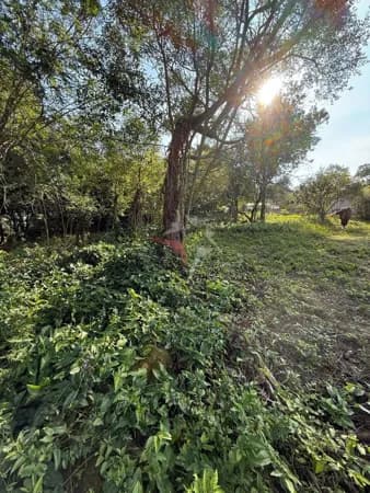 Terreno na florescente