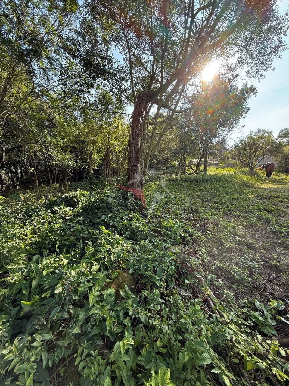Terreno na florescente