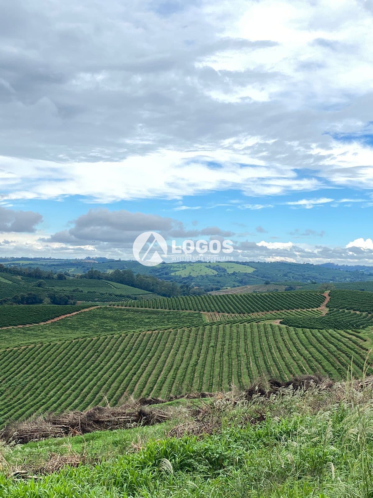 Fazenda produtiva à venda em Guaxupé/MG