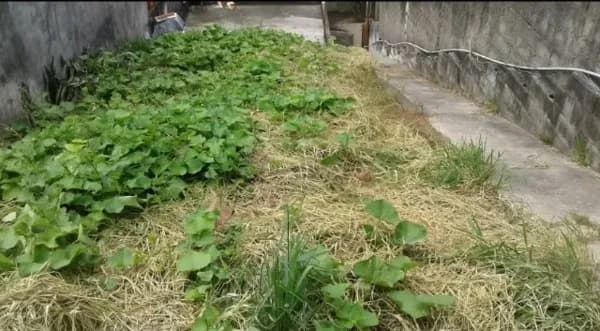 Terreno - VILA MAZZEI - VENDA