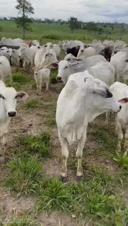 Vendo Fazenda em Barra do Corda / MA
