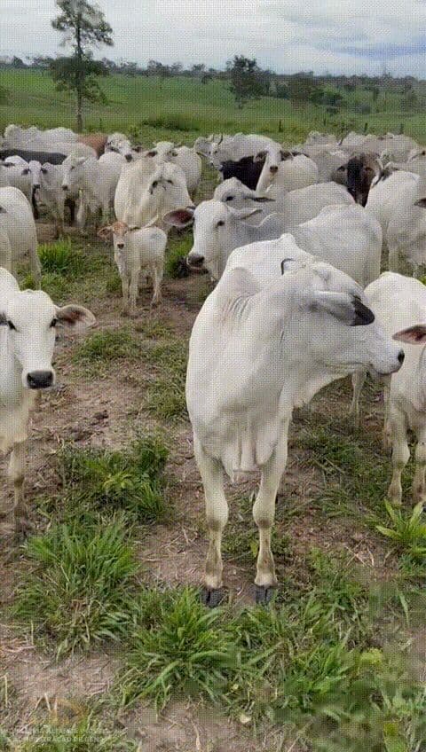 Vendo Fazenda em Barra do Corda / MA