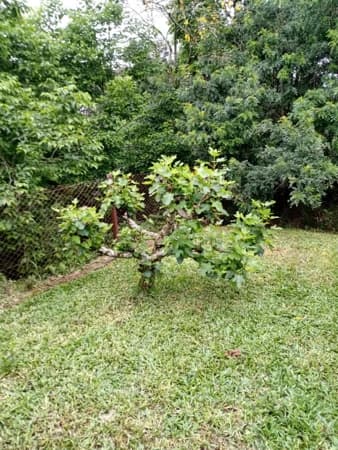 Terreno à venda no bairro Linha Santa Cruz em Santa Cruz do Sul/RS