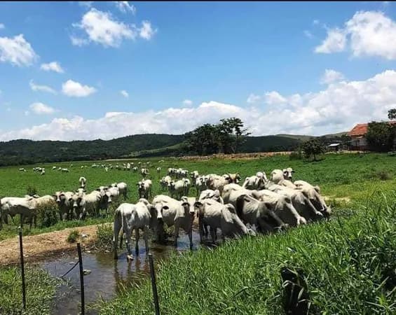 FAZENDA
