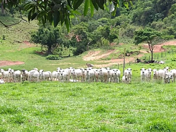 Fazenda/Sítios/Chácaras em Pedra Preta - Centro