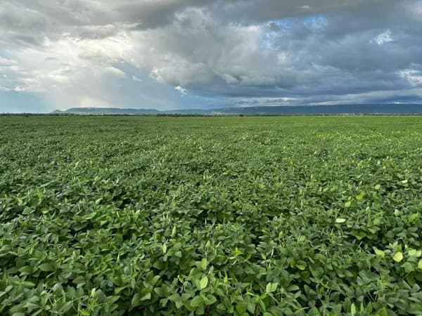 Fazenda/Sítios/Chácaras em Pontes e Lacerda - Centro