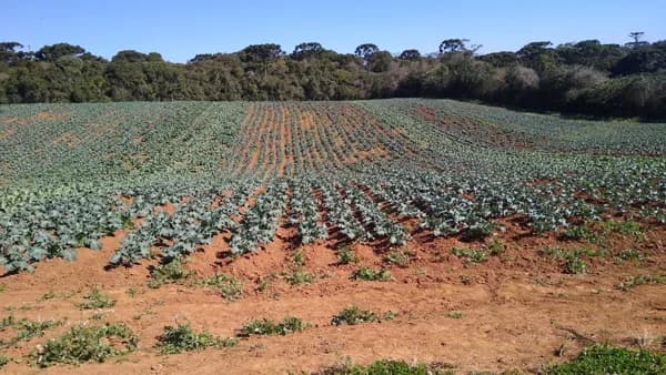 Fazenda/Sítios/Chácaras em São José dos Pinhais - Colônia Malhada