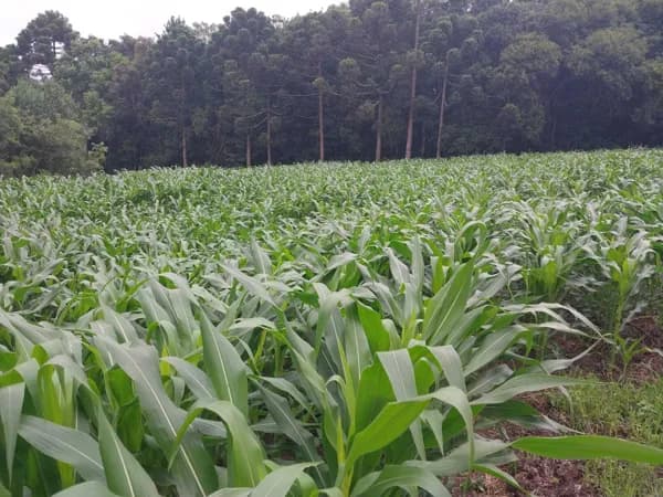 Fazenda/Sítios/Chácaras em São José dos Pinhais - Campestre da Faxina