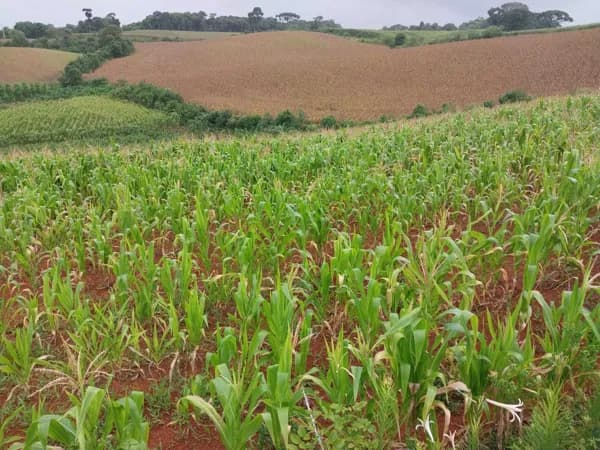 Lote/Terreno em Campo Magro - Centro