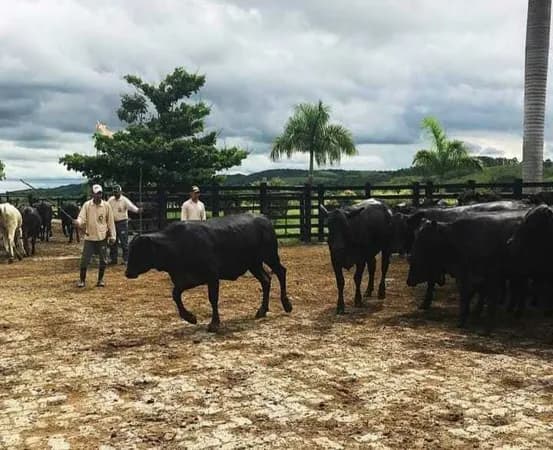 Fazenda/Sítios/Chácaras em São José dos Campos - Centro