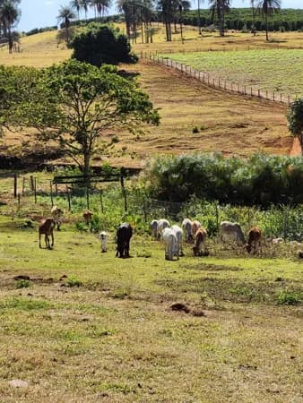 Fazenda/Sítios/Chácaras em Franca - Centro