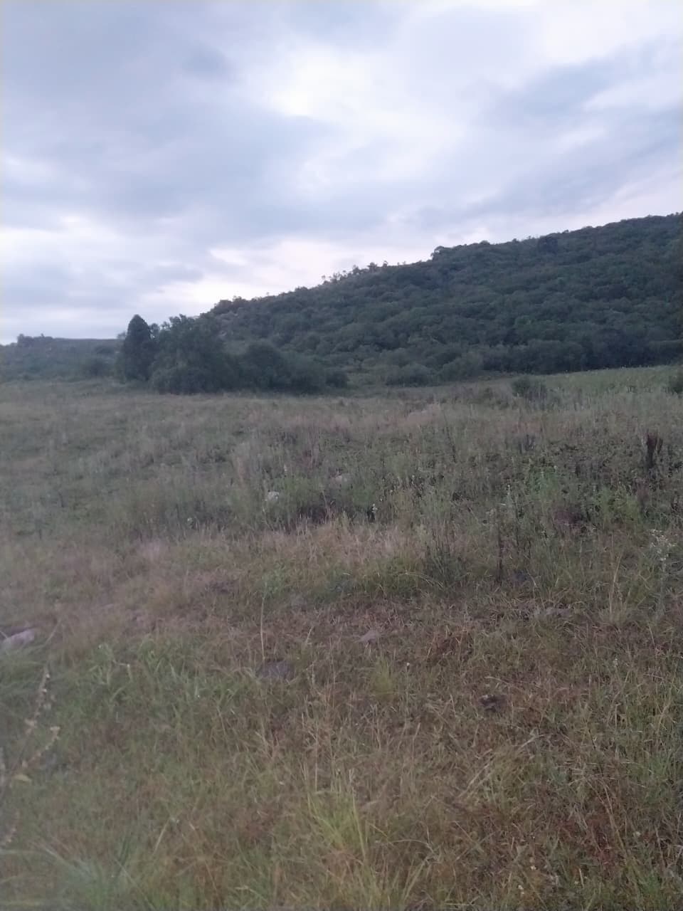 Fazenda/Sítios/Chácaras em Dom Feliciano - Centro