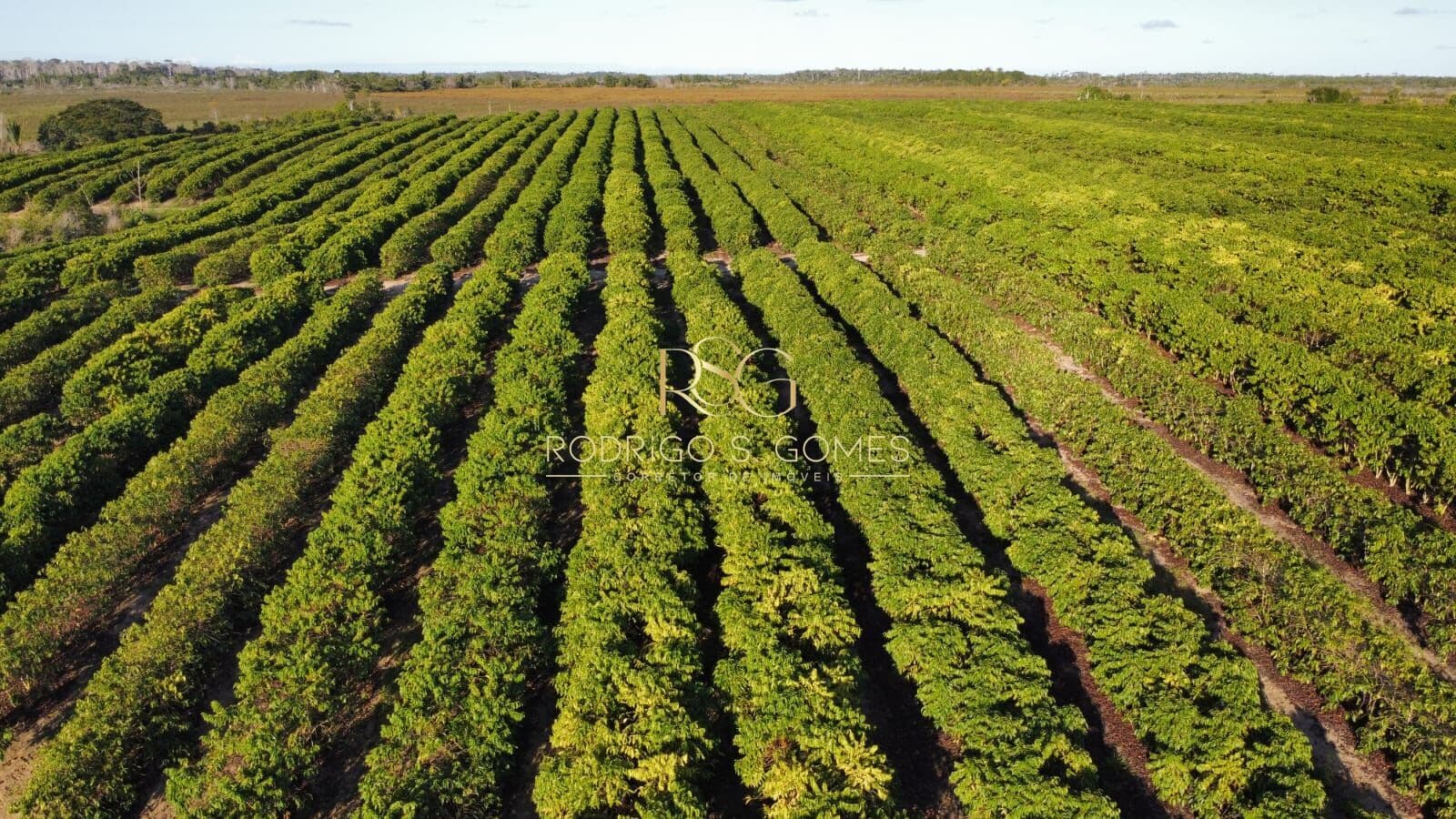 Fazenda Café em Santa Luzia/BA