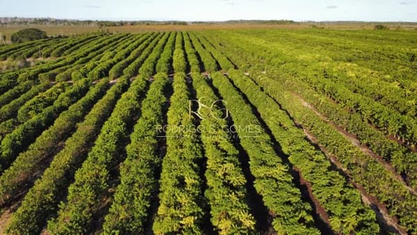 Fazenda Café em Santa Luzia/BA