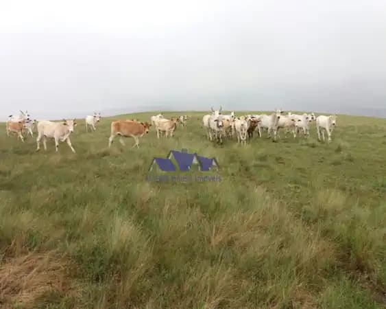 Fazenda à venda em São Roque de Minas/MG
