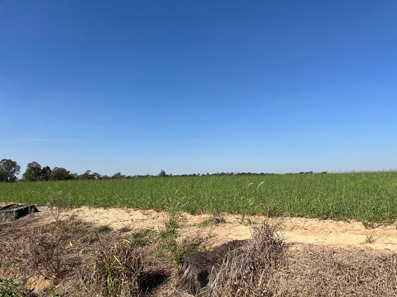 Fazenda em Tiete Excelente Localização frente para rodovia dupla aptidão