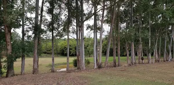 Sítio à venda em Quadra/SP