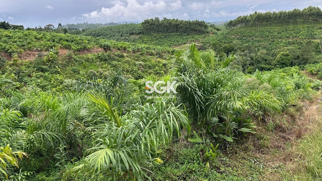 Sítio Produtivo com 11,8 ha em Santa Cruz – São João do Itaperiú/SC | Pupunha em Produção e Grande Potencial Rural