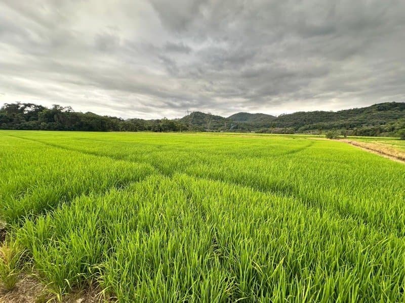 Sítio Produtivo com 14,8 Hectares no Vila Nova – Área Plana e Irrigada em Joinville