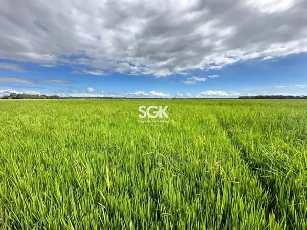 Sítio à Venda em Araquari com 20,08 Hectares – Área Plana para Cultivo de Arroz