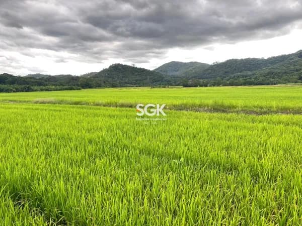 Sítio Produtivo para Cultivo de Arroz com 35,25 Hectares no Vila Nova