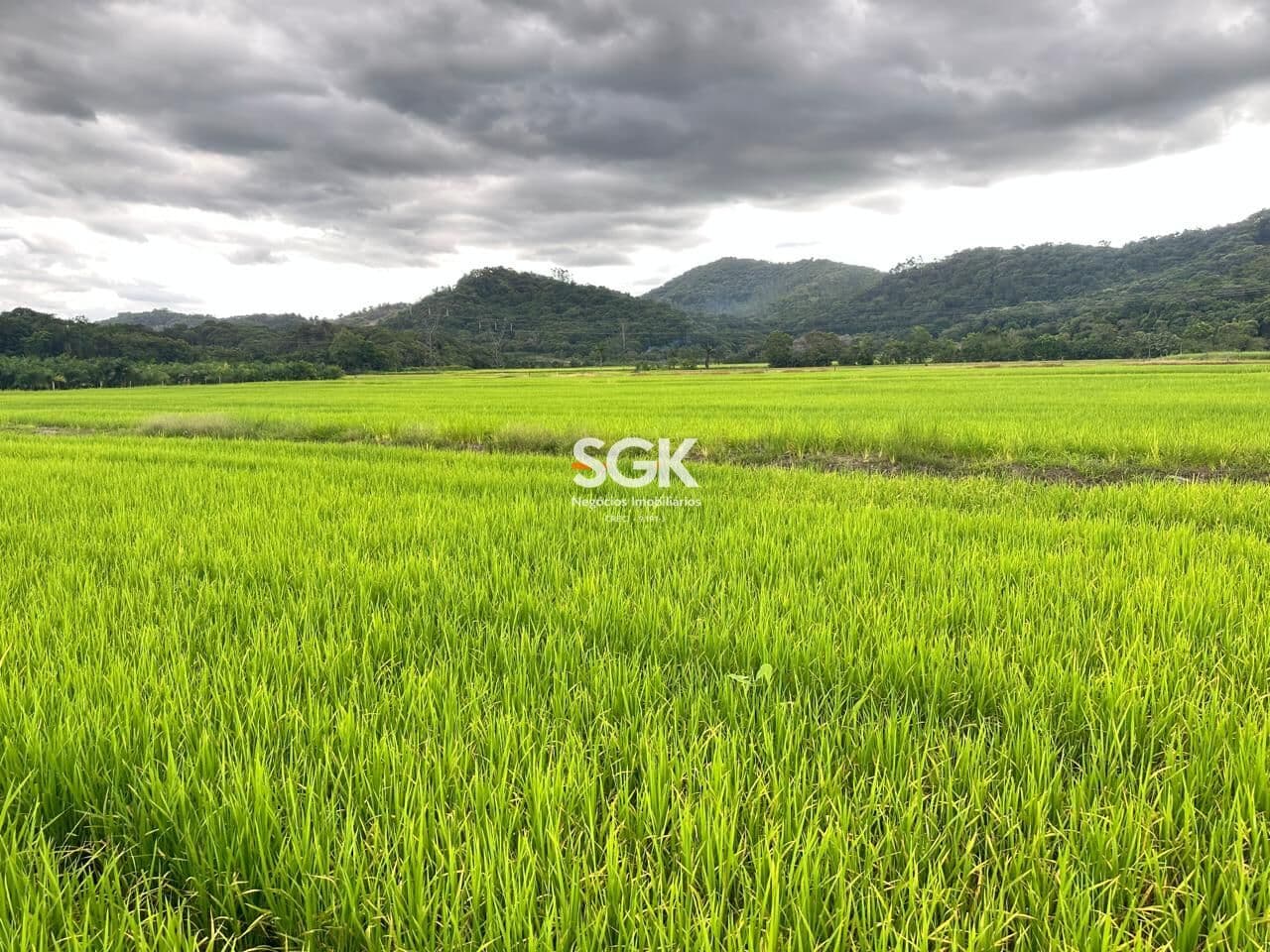 Sítio Produtivo para Cultivo de Arroz com 35,25 Hectares no Vila Nova