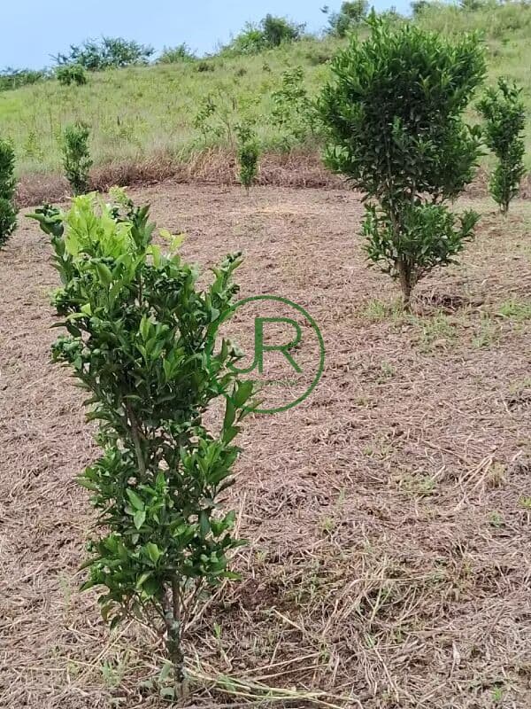 Fazenda/Sítios/Chácaras em Cerro Azul - Centro