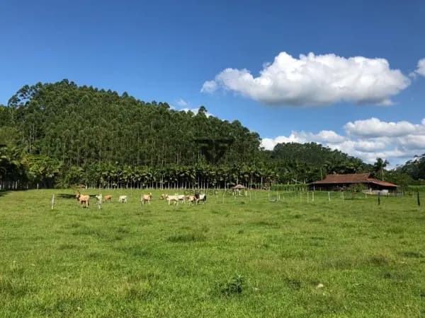 Sítio à venda no bairro Constulte em Apiúna/SC