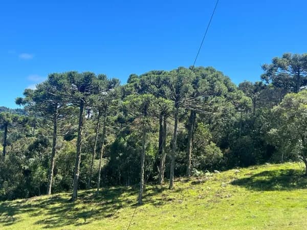 Fazenda/Sítios/Chácaras em Urubici - Águas Brancas