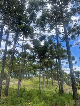 Fazenda/Sítios/Chácaras em São Joaquim - Pericó