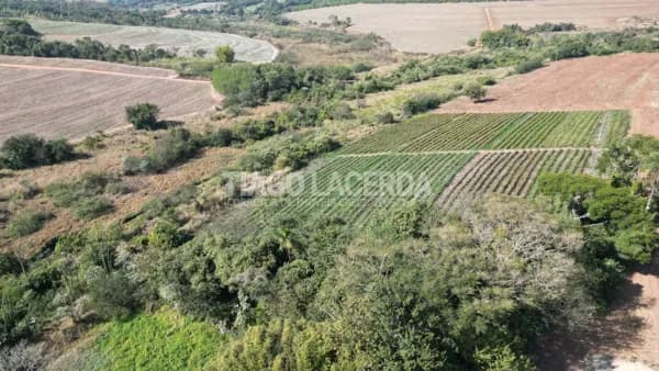 Sítio 6,5 Alqueires Produtivo com Mirtilo em Plena Produção a 3,5 km de Aguaí – SP