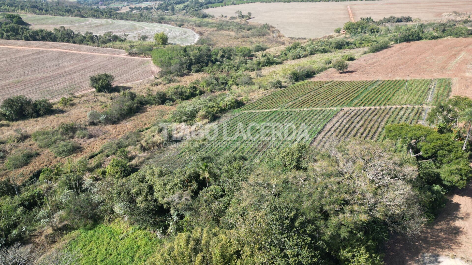 Sítio 6,5 Alqueires Produtivo com Mirtilo em Plena Produção a 3,5 km de Aguaí – SP